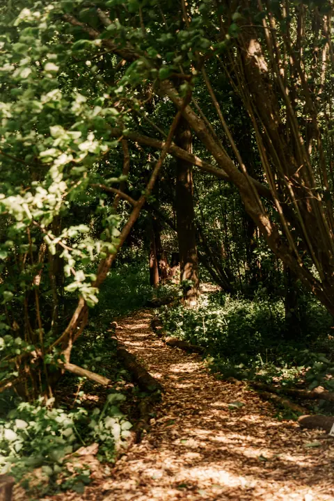 Woodland Sauna