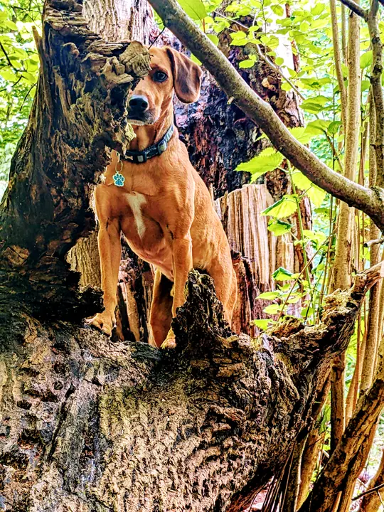 Buddy