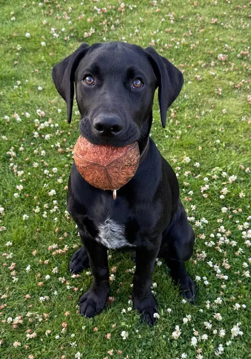 Cooper